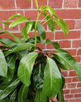 Umbrella Plant (Schefflera Amate) - 30cm Pot Folia House