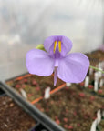 Utricularia Cornigera - 10cm pot Folia House