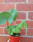 Utricularia Cornigera - 10cm pot Folia House