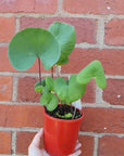 Utricularia Cornigera - 10cm pot Folia House