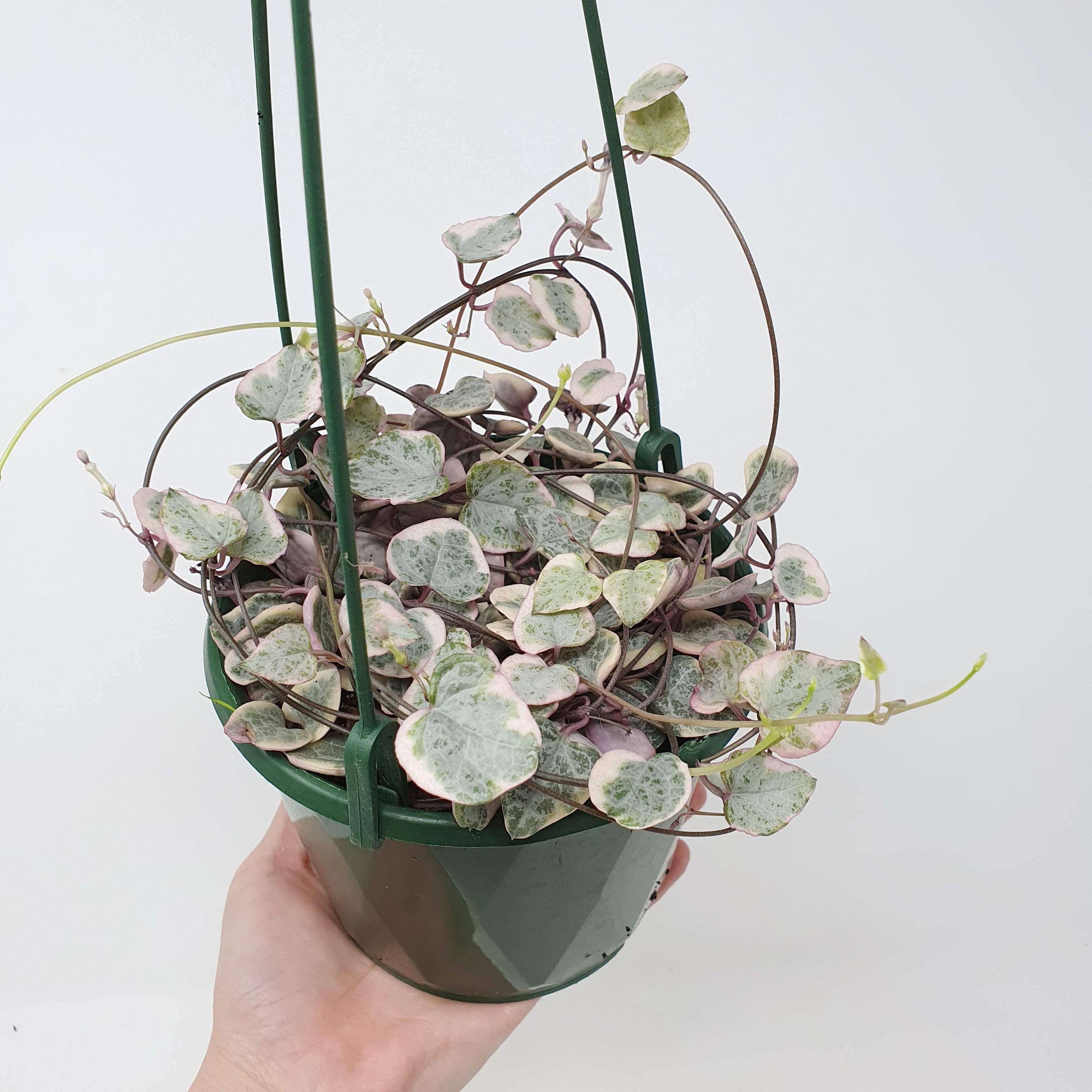 Variegated Chain of Hearts (Ceropegia Woodii) - 13cm HB Folia House