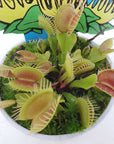 Venus Fly traps (Carnivorous Plant) - 7cm Pot Folia House