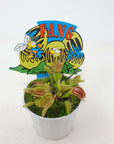 Venus Fly traps (Carnivorous Plant) - 7cm Pot Folia House