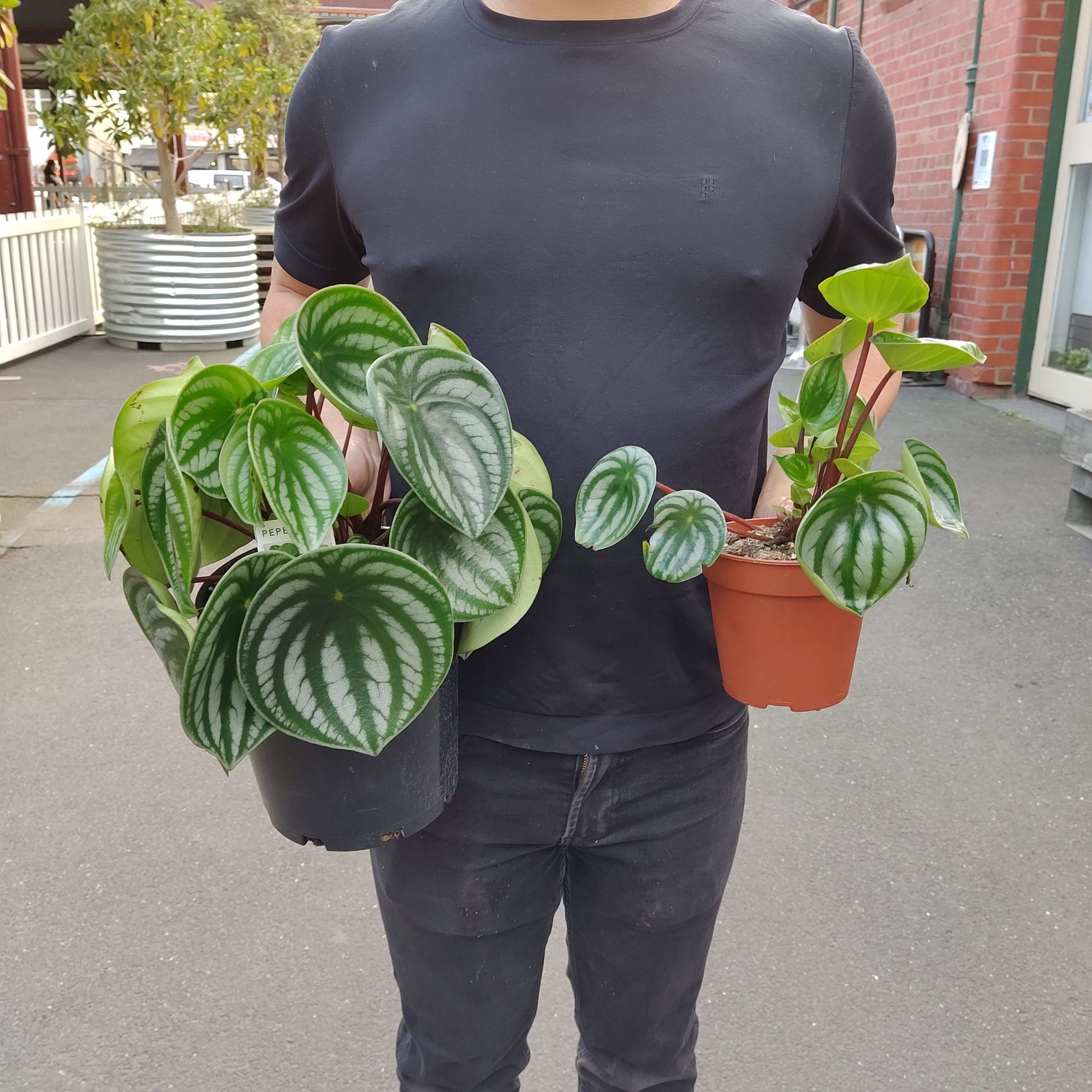 Watermelon Peperomia (Peperomia Argyreia) - 18cm Pot Folia House