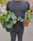 Watermelon Peperomia (Peperomia Argyreia) - 18cm Pot Folia House