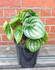 Watermelon Peperomia (Peperomia Argyreia) - 18cm Pot Folia House