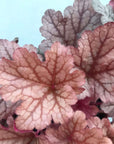 Heuchera Sugar Plum - 14cm Pot