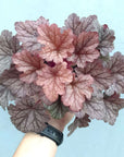Heuchera Sugar Plum - 14cm Pot