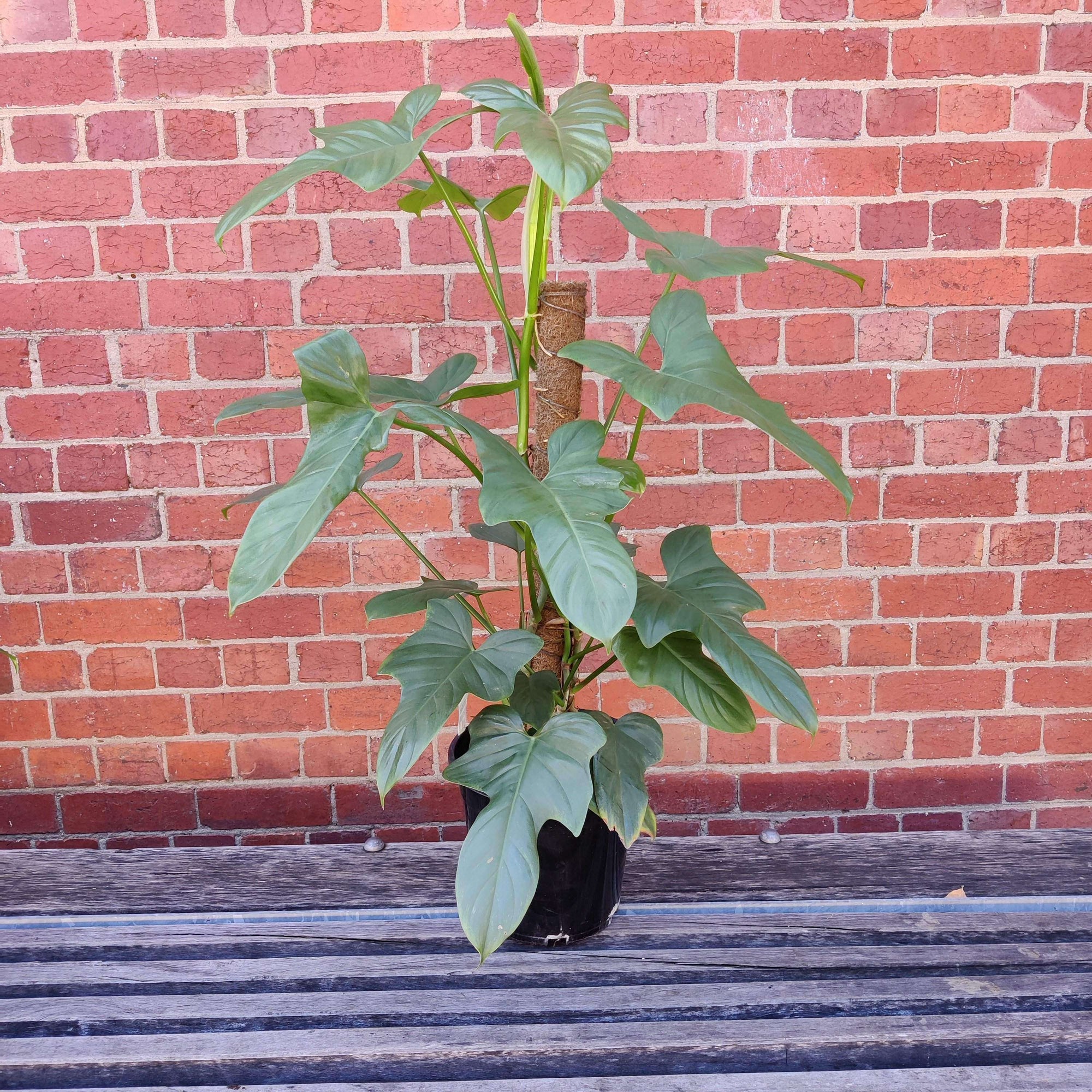 Wolfs Head Philodendron (Panduriforme) - 25cm Pot Folia House