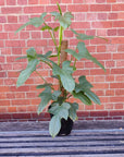 Wolfs Head Philodendron (Panduriforme) - 25cm Pot Folia House