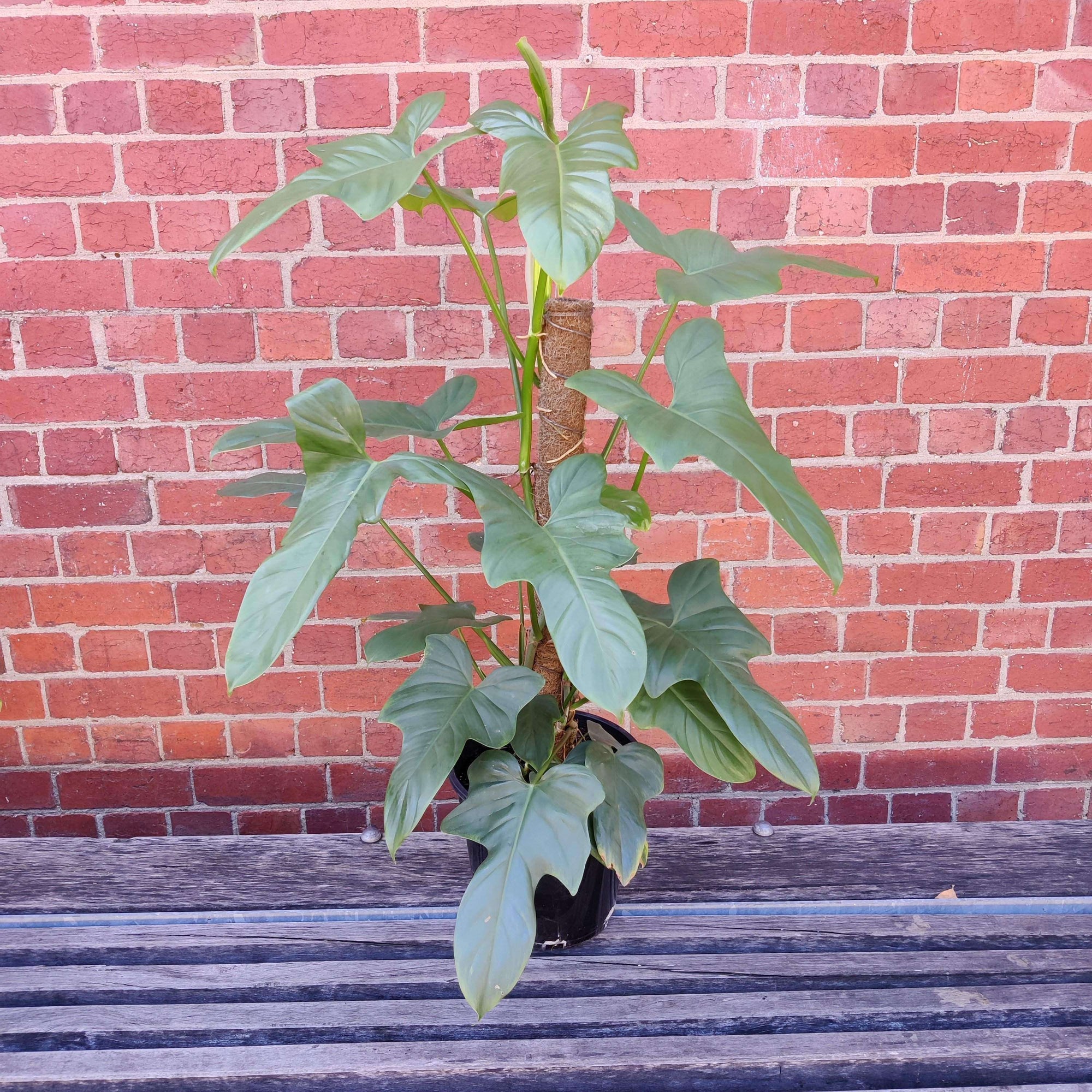 Wolfs Head Philodendron (Panduriforme) - 25cm Pot Folia House