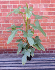 Wolfs Head Philodendron (Panduriforme) - 25cm Pot Folia House