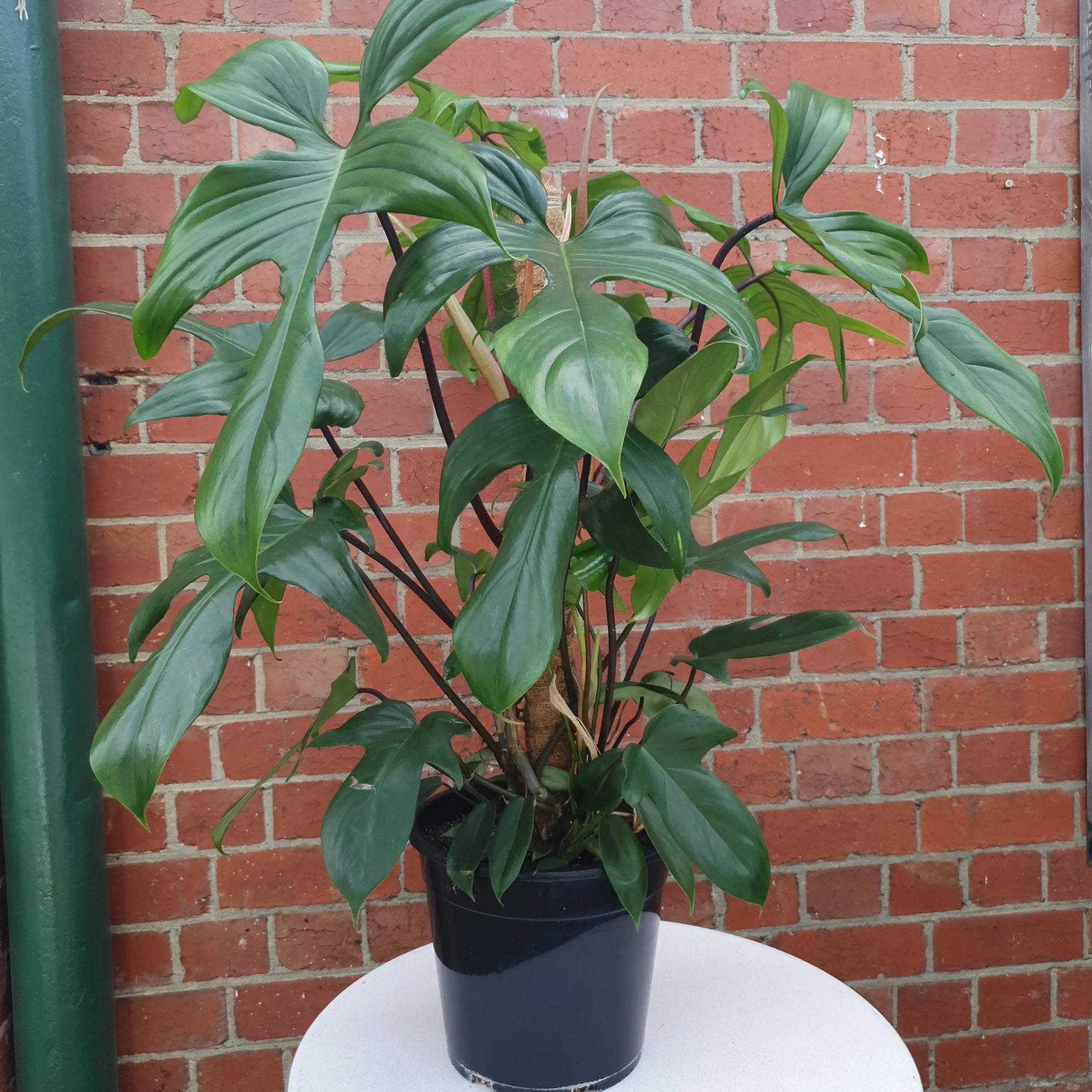 Wolfs Head Philodendron (Panduriforme) - 30cm Pot Folia House