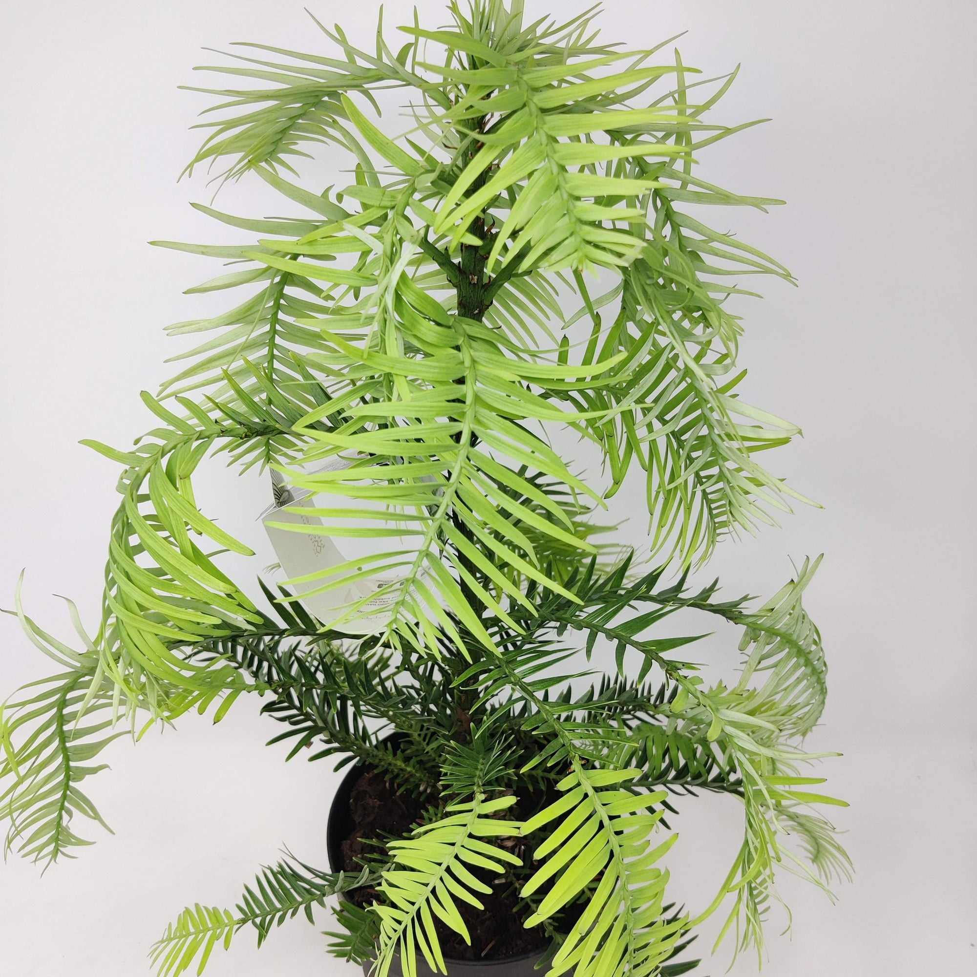 Wollemi Pine Tree Folia House