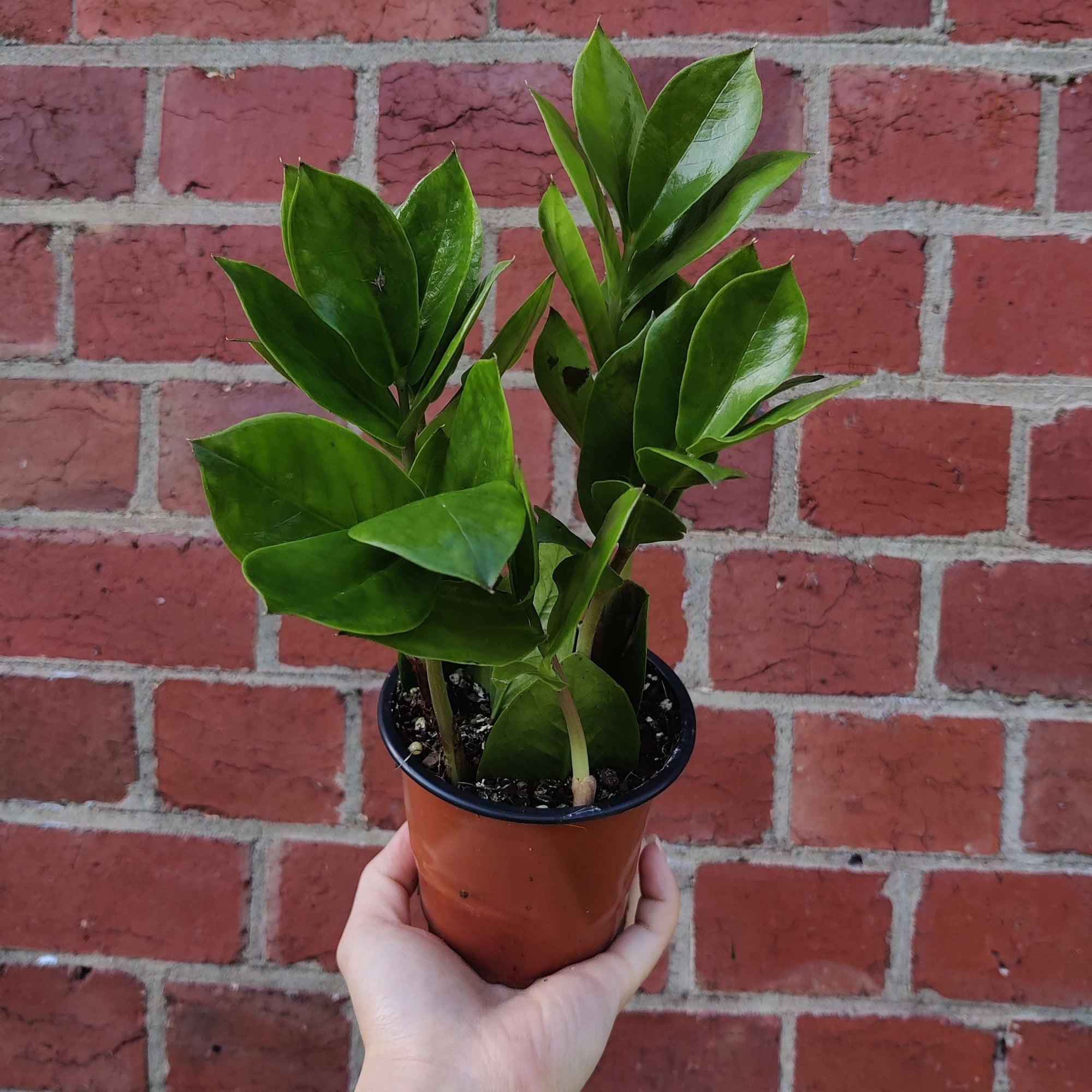 Zanzibar Gem (Zamioculcas zamiifolia) - 9.5cm Pot Folia House