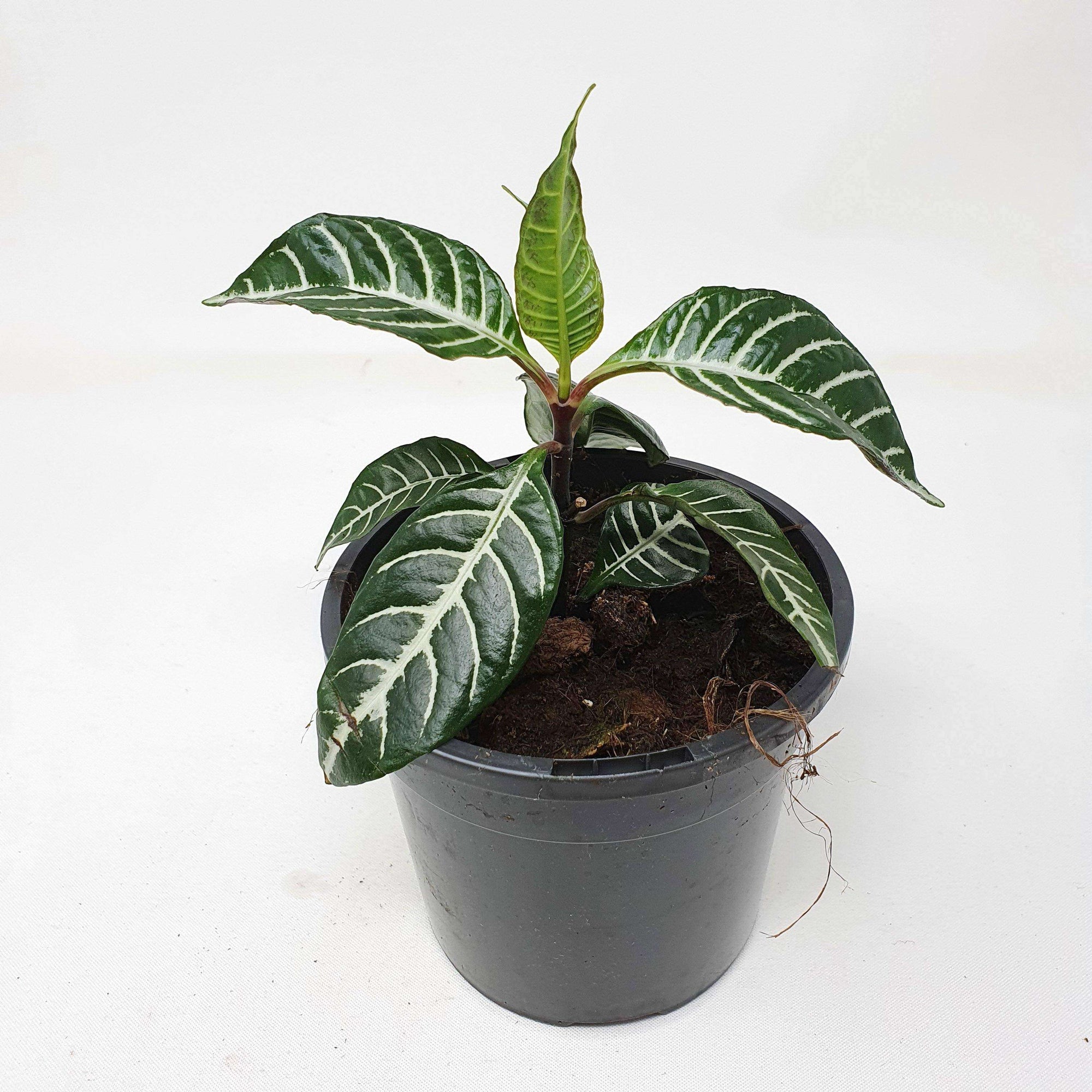 Zebra plant (Aphelandra Squarrossa) Folia House