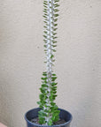 Alluaudia Procera Cactus