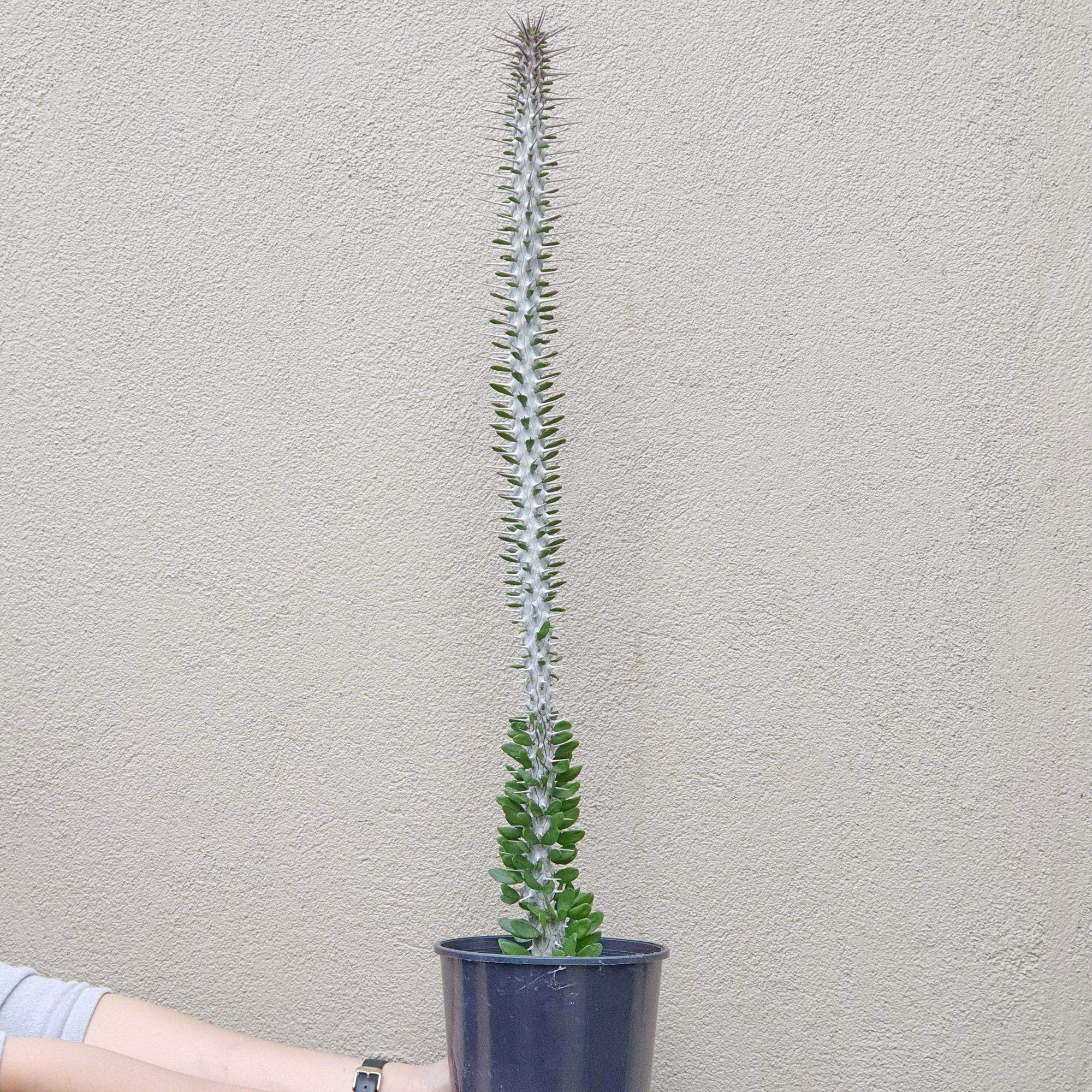 Alluaudia Procera Cactus
