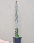 Alluaudia Procera Cactus