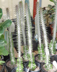 Alluaudia Procera Cactus