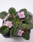 Baby Plant - African Violet Little Pro