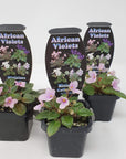 Baby Plant - African Violet Little Pro