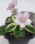 Baby Plant - African Violet Rob's Itchy Britches