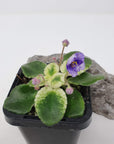 Baby Plant - African Violet Rob's Itchy Britches