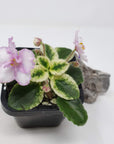 Baby Plant - African Violet Rob's Itchy Britches