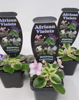 Baby Plant - African Violet Rob's Itchy Britches