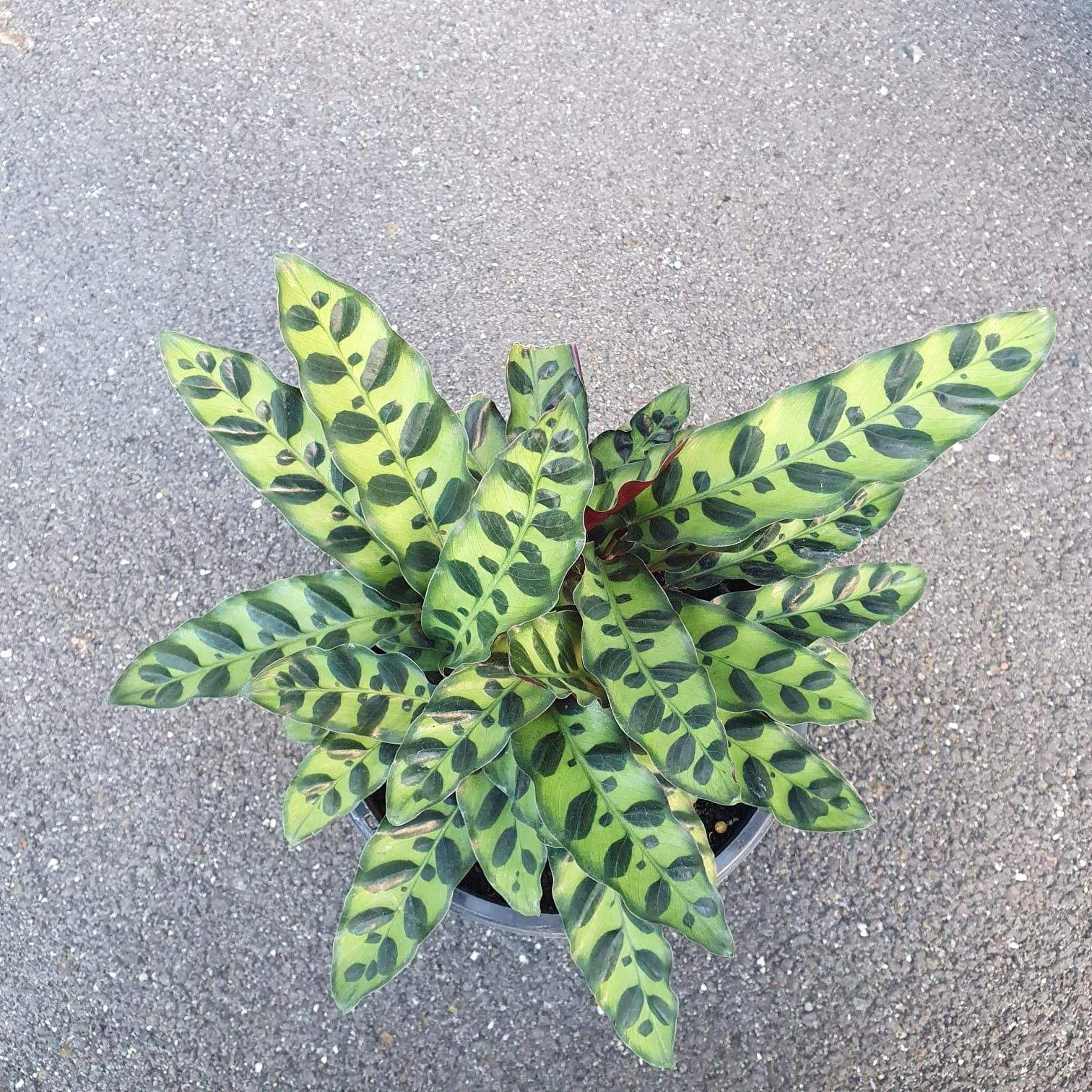 Calathea Rattlesnake (Lancifolia Insignis)
