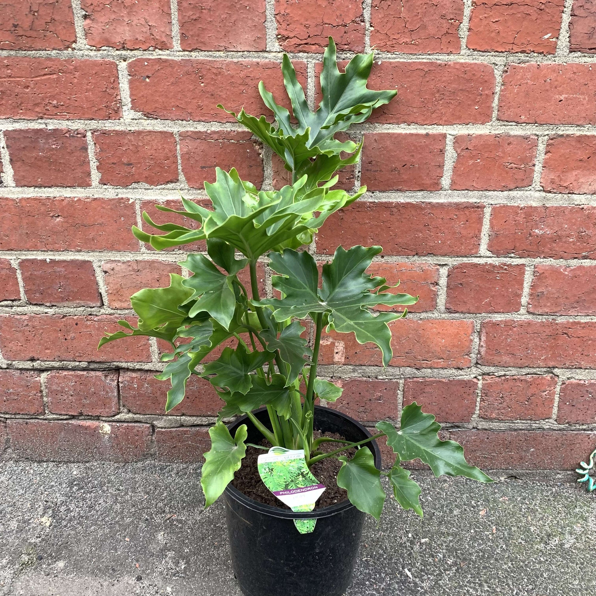 Philodendron Hope - 20cm Pot