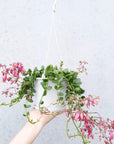 Kalanchoe Uniflora