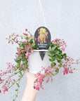 Kalanchoe Uniflora