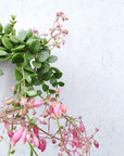 Kalanchoe Uniflora