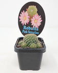 Rebutia Pink Sensation