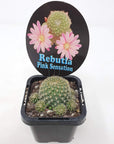 Rebutia Pink Sensation