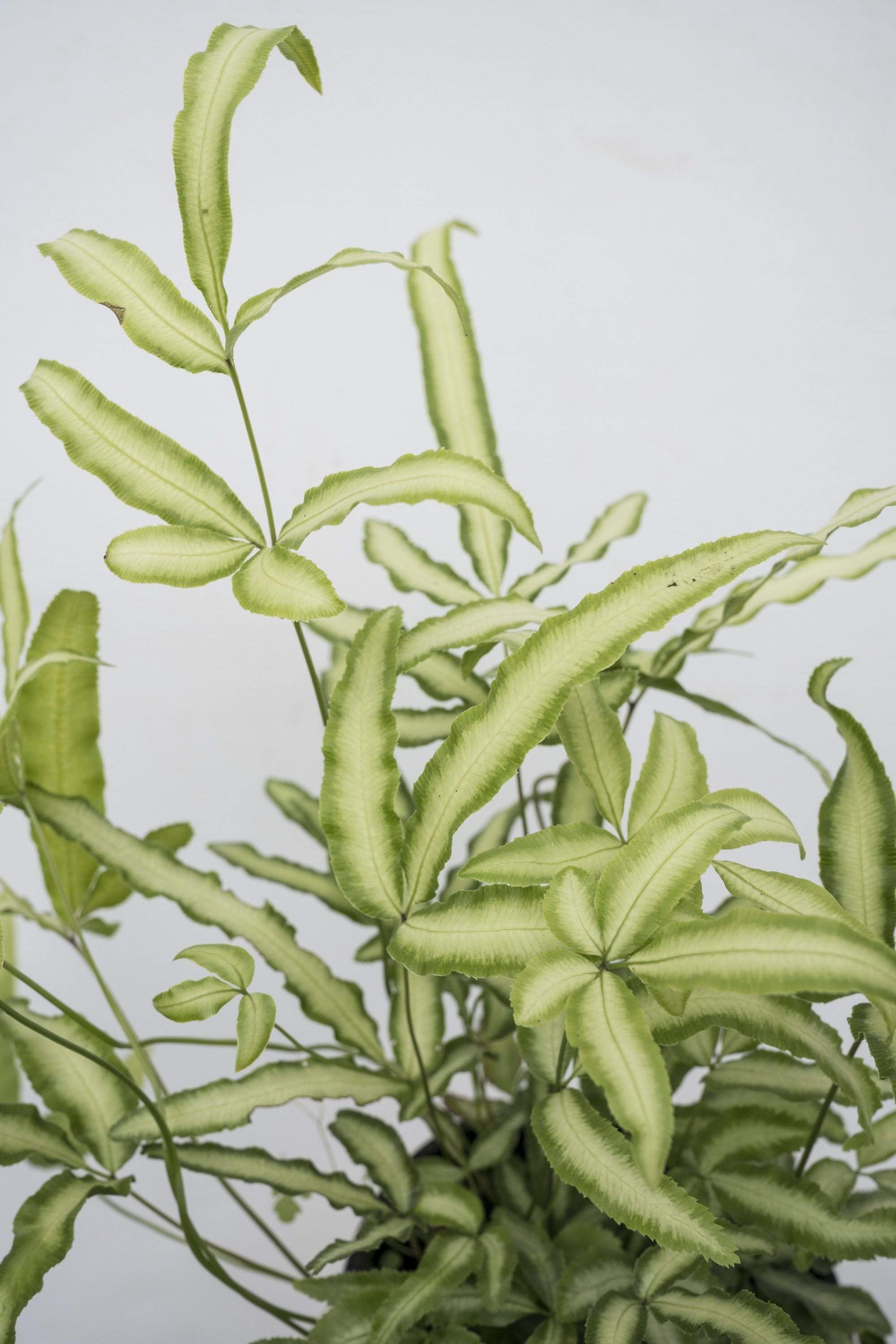 Silver Ribbon Fern (Pterus Cretica)