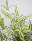 Silver Ribbon Fern (Pterus Cretica)