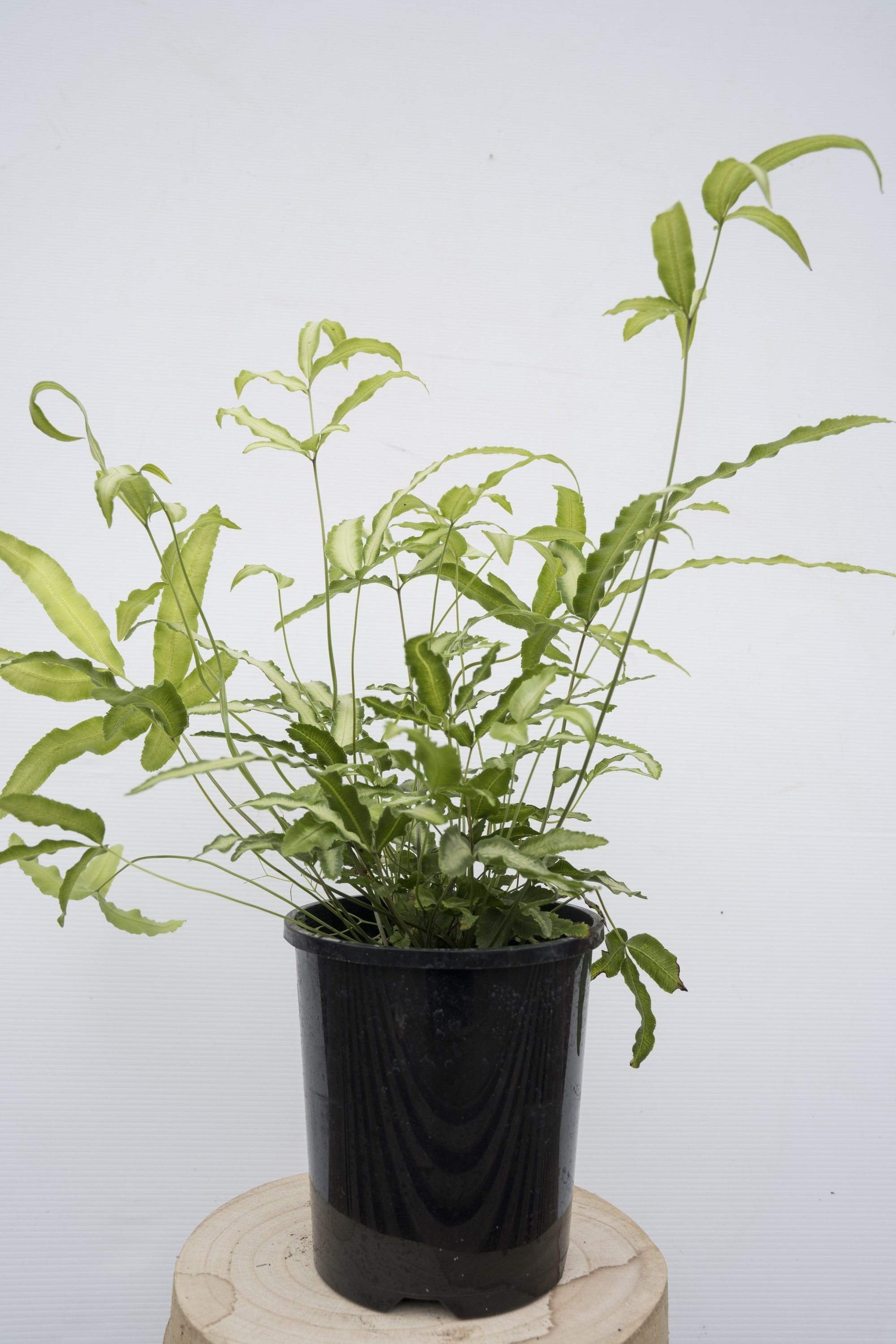 Silver Ribbon Fern (Pterus Cretica)