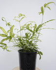 Silver Ribbon Fern (Pterus Cretica)
