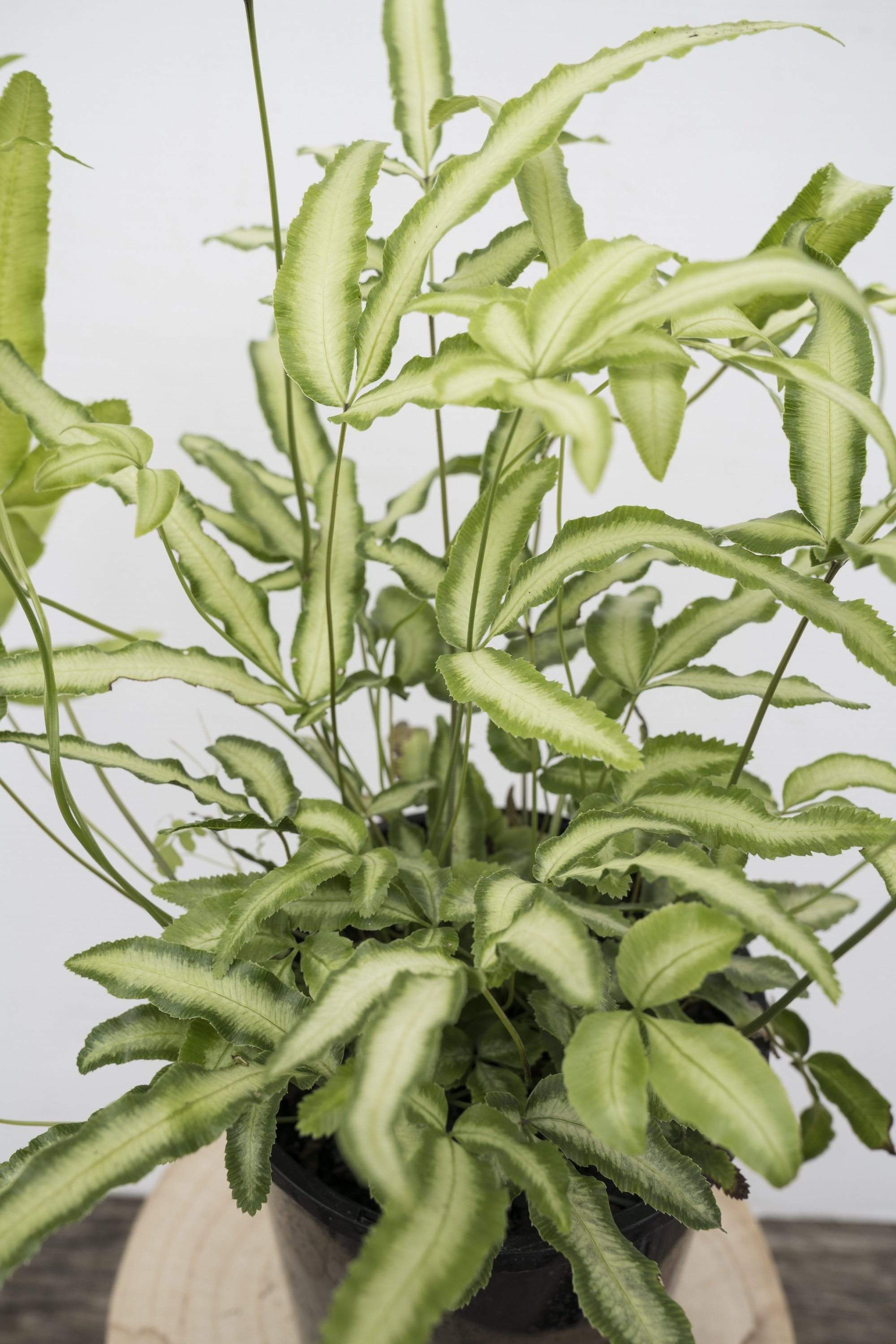 Silver Ribbon Fern (Pterus Cretica)