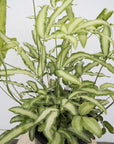 Silver Ribbon Fern (Pterus Cretica)