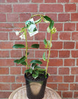 stephanotis plant - 17cm pot Folia House