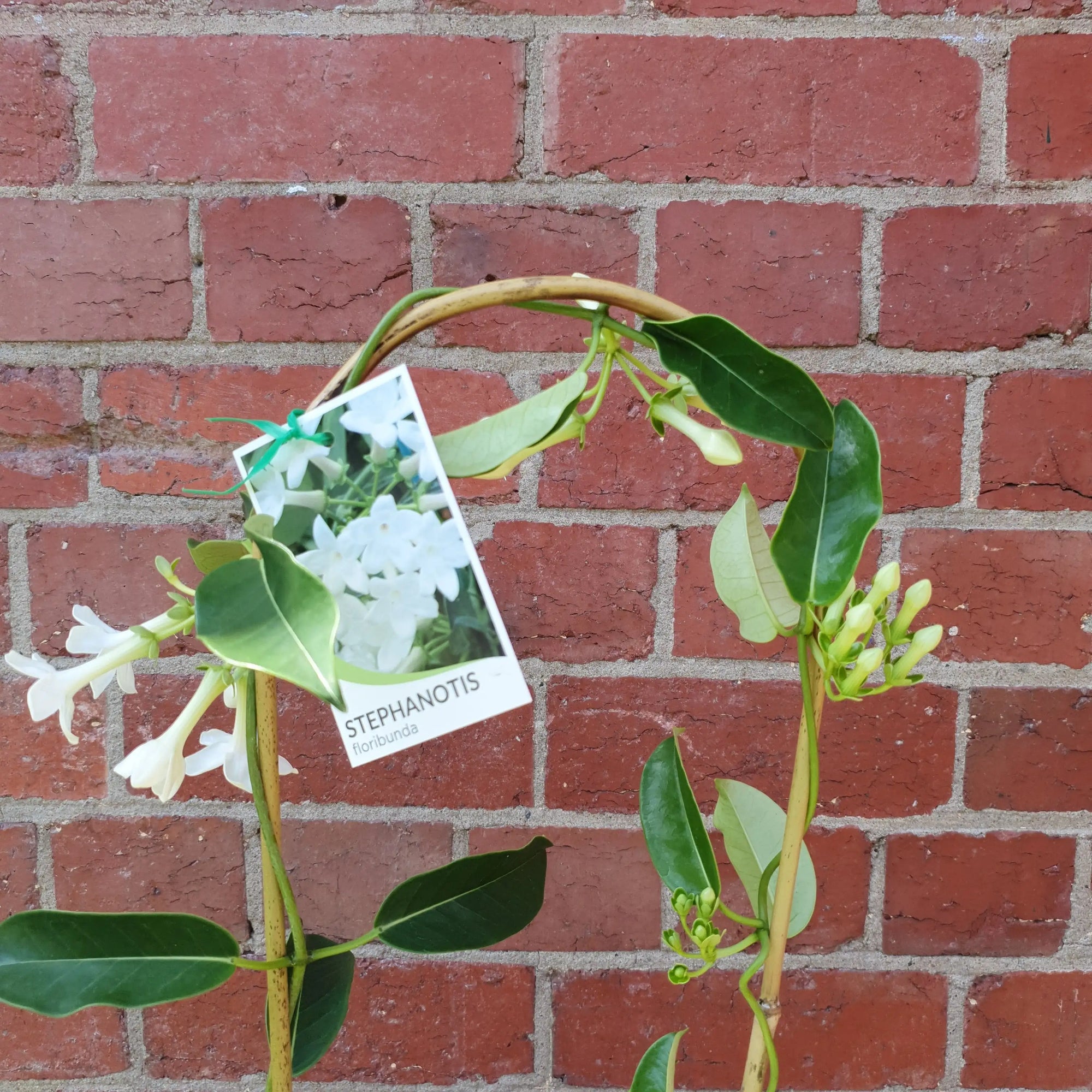 stephanotis plant - 17cm pot Folia House