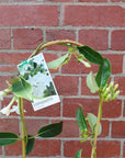 stephanotis plant - 17cm pot Folia House