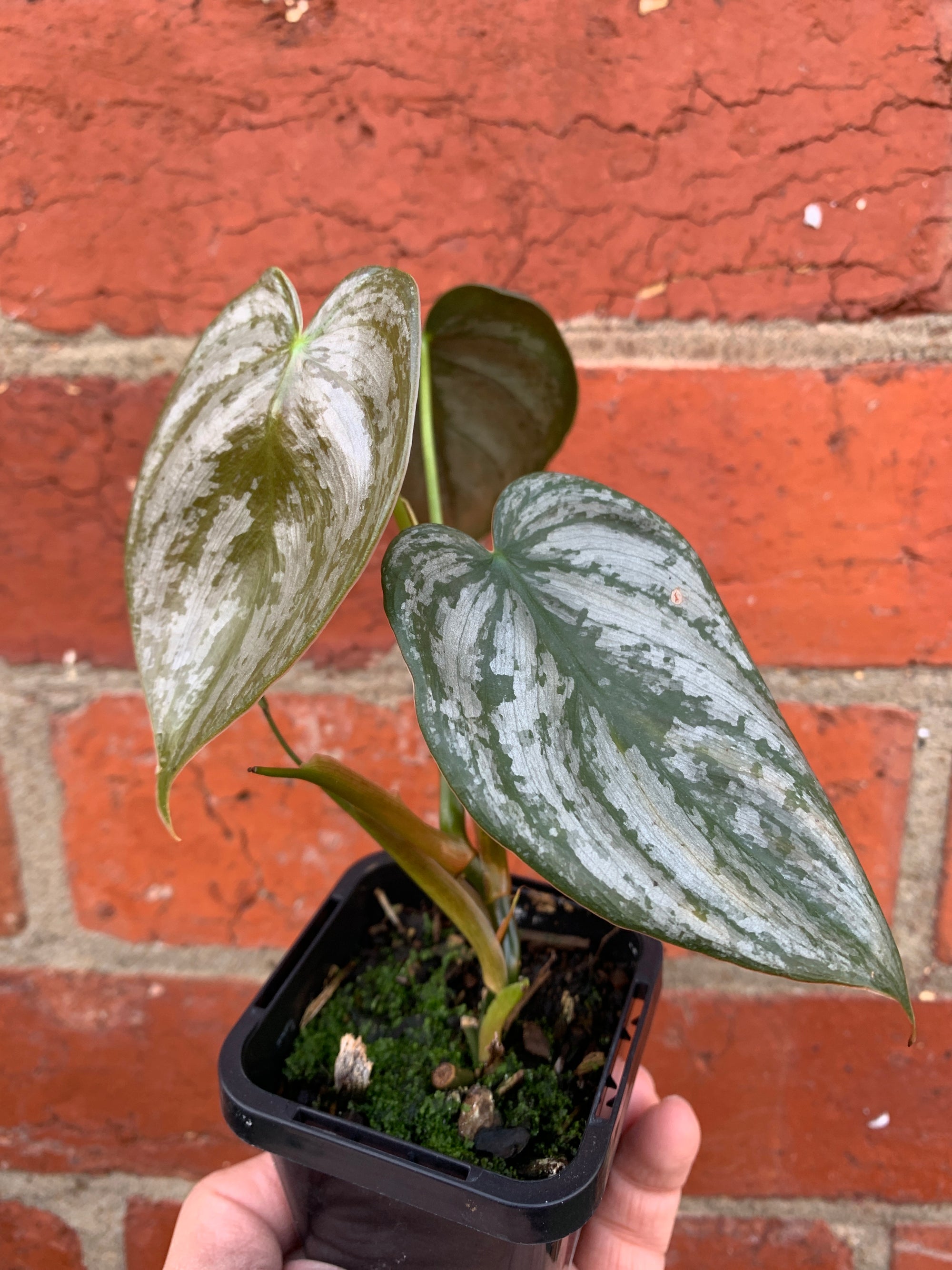 Baby Plant - Philodendron Brandtianum - 7cm Pot
