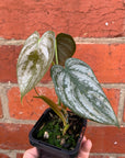 Baby Plant - Philodendron Brandtianum - 7cm Pot