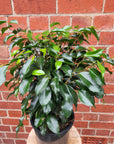 Ficus Natasja Midnight Beauty - 20cm pot