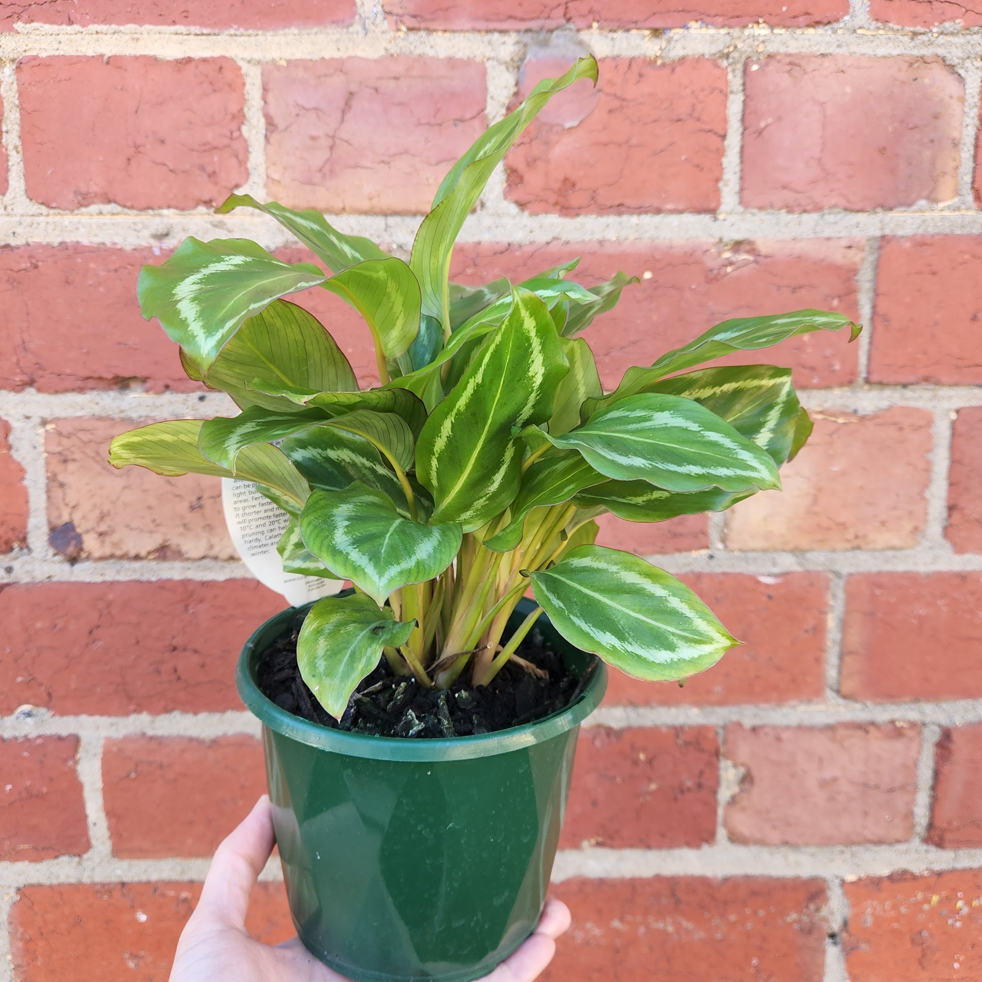 Calathea Bicajoux &#39;Pink&#39; - 13cm pot